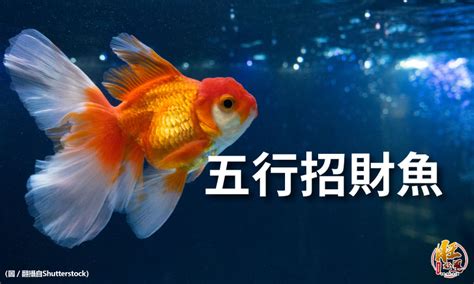 招財風水魚|【招財風水魚種類】招財風水魚懶人包：品種、特性、影響運勢一。